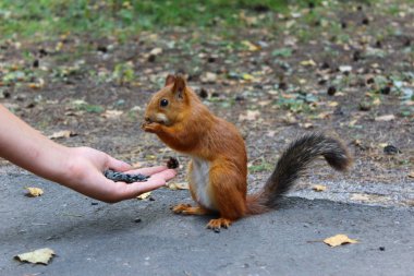 El ayçiçeği tohumu ile sincap besler.