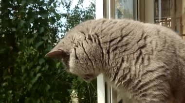 İngiliz shorthair kedi closeup portre 
