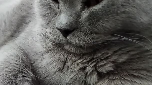 Britse Kort Haar Kat Close Portret — Stockvideo