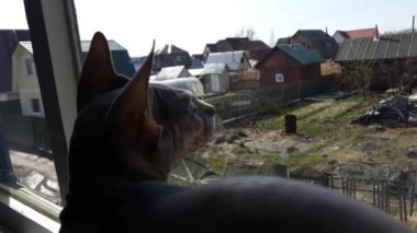 Uykulu şişman İngiliz kedisi bir pencerede yatıyor ve horluyor.. 