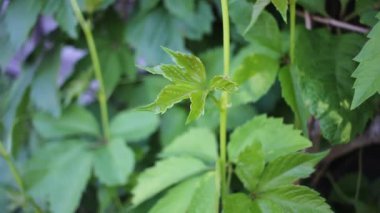 Yaz yeşili üzüm yaprakları arka plan.