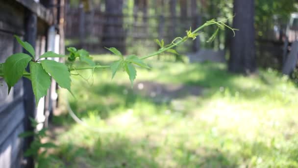 Verano Verde Hojas Uva Silvestre Fondo — Vídeos de Stock