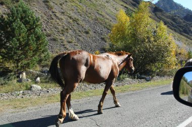 Chemal, Altai dağları ve Katun nehrinde sonbahar manzarası. 