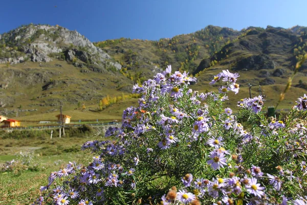 Paisagem Outono Chemal Altai Montanhas Rio Katun — Fotografia de Stock