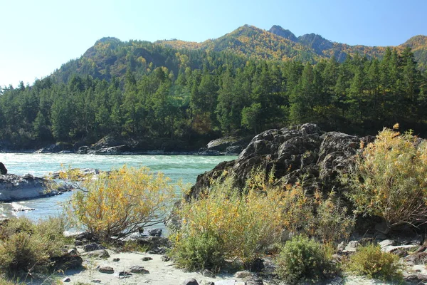 Höstlandskap Chemal Altai Bergen Och Katun Älv — Stockfoto