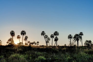 el palmar national park (parque nacional el palmar), Sunrise Arjantin'in Milli Parklar, entre rios, arasında iki nokta üst üste şehirler ve concordia il Merkezi batısında yer alan aşağıdakilerden.