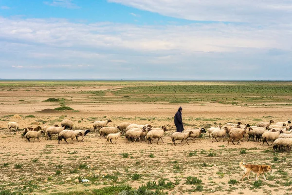 Kondar スース県 チュニジアのコミューンの近く Kondar テネシー州 2017 羊飼い — ストック写真