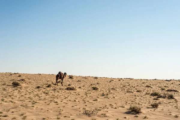 骆驼在托泽尔 突尼斯的沙漠 — 图库照片