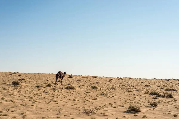 Dromedari Nel Deserto Tozeur Tunisia — Foto Stock