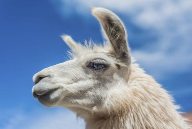 Lama renkli Vadisi quebrada de humahuaca jujuy il, Kuzey Arjantin cerro de los siete colores (yedi renk hill), yakın purmamarca içinde.