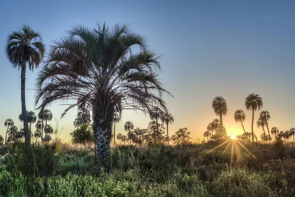 Схід Сонця Palmar Національним Парком Parque Nacional Palmar Один Аргентини — стокове фото