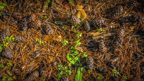 Сьерра-де-Гредос, горный массив в центральной Испании, который охватывает провинцию Авила, Кастилия Леон
.