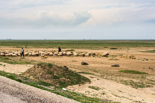 Kondar Mars 2017 Berger Près Kondar Ville Commune Gouvernorat Sousse — Photo