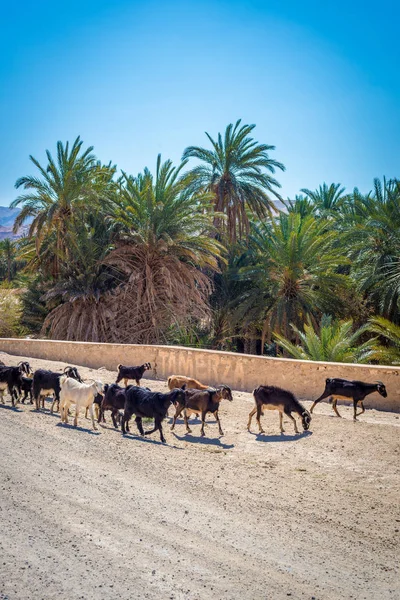 Bestiame Vicino Tamaqzah Tozeur Tunisia — Foto Stock