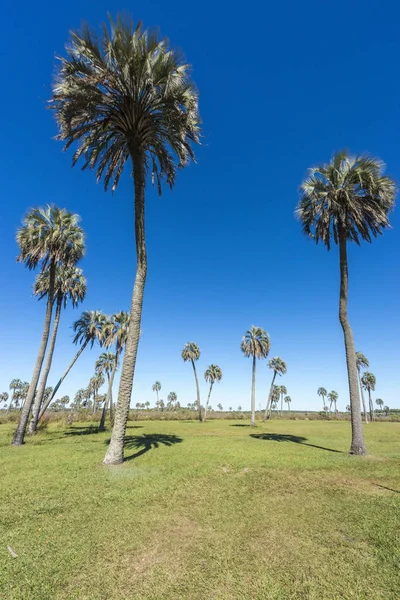 Palmas no Parque Nacional El Palmar, Argentina — Fotografia de Stock