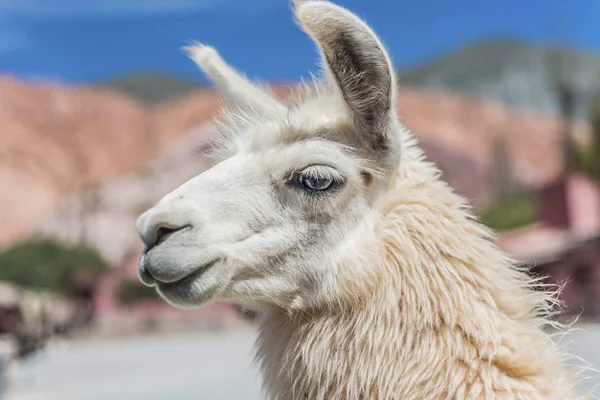 Llama in Purmamarca, Jujuy, Argentina. — Fotografie, imagine de stoc