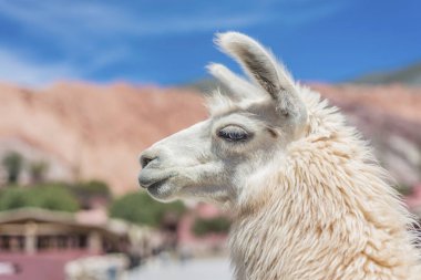 Lama purmamarca, jujuy, Arjantin.