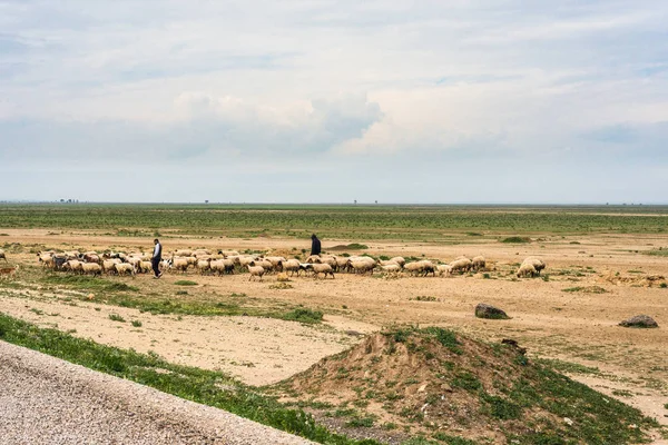 Шепард близ Кондара, Тунис . — стоковое фото