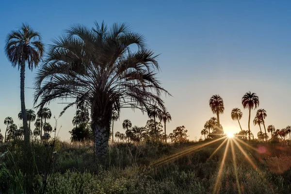 Lever de soleil sur le parc national El Palmar, Argentine — Photo