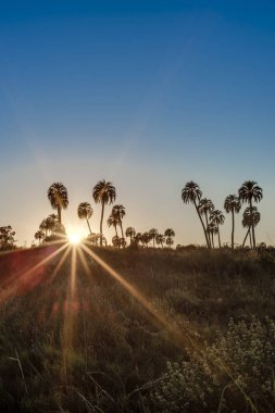 el palmar Milli Parkı, Arjantin Sunrise
