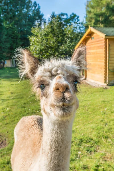The llama is a very social animal, widely used as a meat and pac Royalty Free Stock Photos
