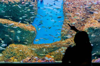 Akvaryum, Sevilla, Endülüs, İspanya.