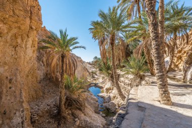 Tozeur, Tunus için Chebika Oasis