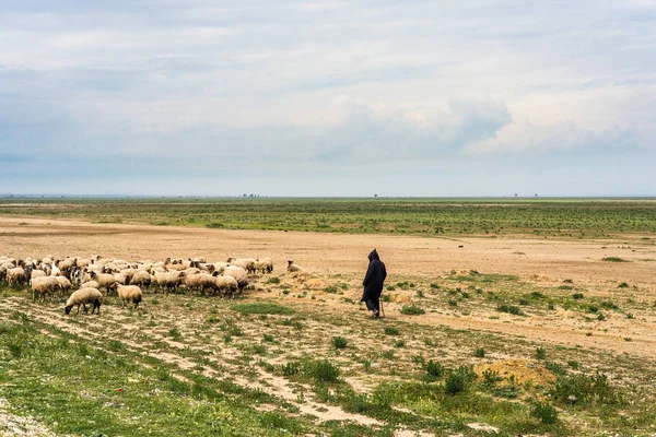 Pastore vicino a Kondar, Tunisia . — Foto Stock