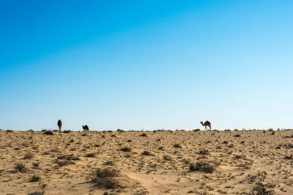 骆驼在突尼斯 — 图库照片