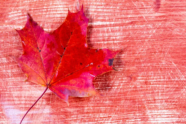 コピースペースのある木の背景の上に赤い紅葉 — ストック写真