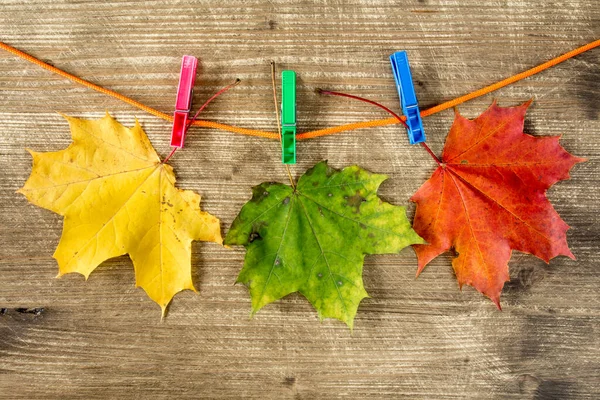 Colored Autumn Maple Leaves Hanging Rope Clothespin — Stock Photo, Image