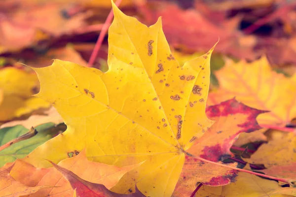 Fundo Folhas Coloridas Queda Assoalho Floresta — Fotografia de Stock