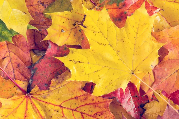 湿った森の床の上の紅葉の背景 — ストック写真