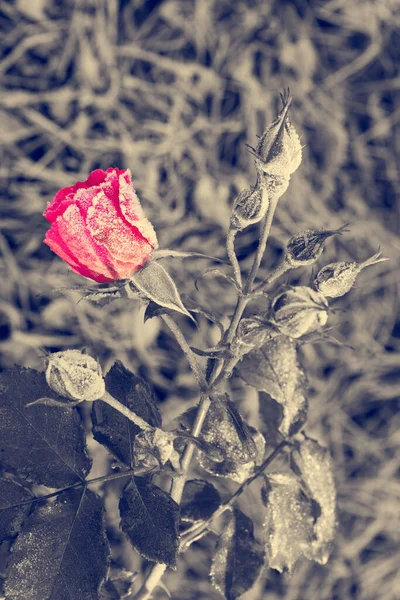 Gefrorene Rote Rose Weißem Frost Morgen — Stockfoto