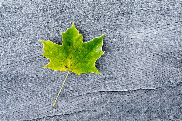 霜の結晶で覆われた木製の背景の緑の葉 — ストック写真