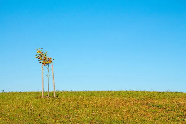 Árvore Solitária Colina Gramada Céu Azul Fundo — Fotografia de Stock