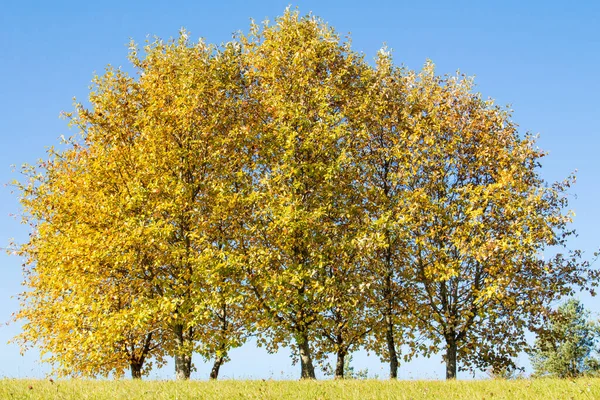 美丽的风景 蓝天背景下的金秋树 — 图库照片