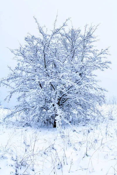 Paisaje Rural Con Solo Árbol Cubierto Nieve Tonalidad Azul —  Fotos de Stock