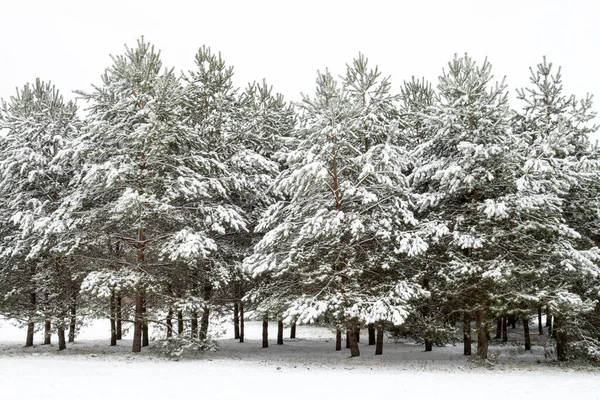 Paisaje Invernal Con Pinos Cubiertos Nieve —  Fotos de Stock