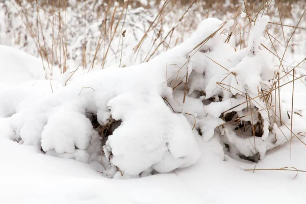 地里干枯的植物上覆盖着新鲜的雪 — 图库照片