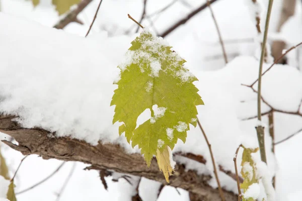 Gałąź Zielonym Liściem Pokryta Pierwszym Śniegiem — Zdjęcie stockowe