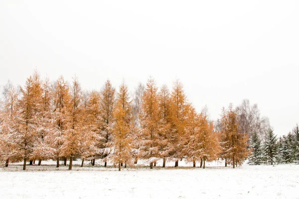 雪に覆われたモミの木の冬の風景 — ストック写真