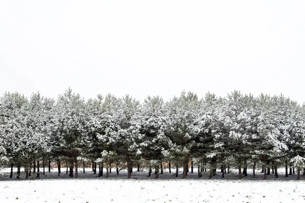 Vintersäsong Landskap Med Snötäckta Tallar — Stockfoto