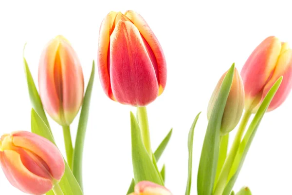 Frühling Tulpe Blumen Isoliert Auf Weißem Hintergrund — Stockfoto