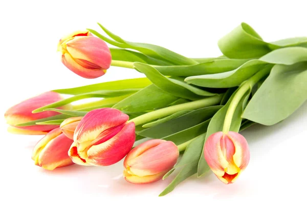 Frühling Tulpen Strauß Isoliert Auf Weißem Hintergrund — Stockfoto