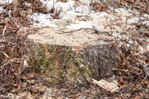 Nedávno Řezané Pařezy Stromů Vyčnívají Nad Zem — Stock fotografie