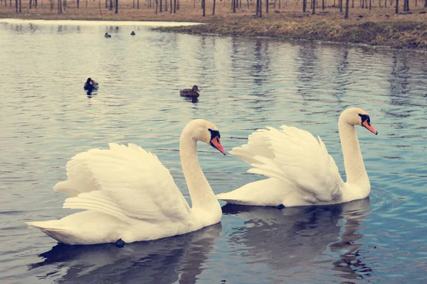 Coppia Cigni Bianchi Sul Fiume Sorgente — Foto Stock