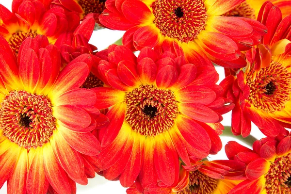 Nahaufnahme Der Schönen Gerbera Blumen — Stockfoto