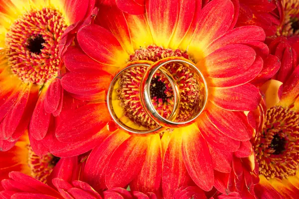 Primer Plano Gerberas Con Dos Anillos Oro —  Fotos de Stock