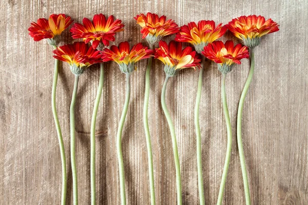 Neun Gerberas Auf Einem Hölzernen Hintergrund Symbolisieren Die Frühlingsfeiertage — Stockfoto